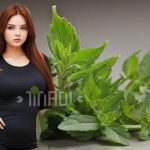 Výroba olejových extraktů